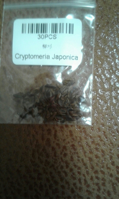 Bonsai seeds 30 pcs Japanese Red Cedar - Cryptomeria japonica seeds - Bonsai Tree Evergreen Bonsai Home gardening, free shipping