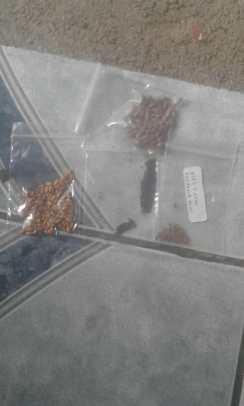 28PCS/BAG rare tree seeds for home bonsai  JAPANESE CEDAR Semillas bonsai seeds