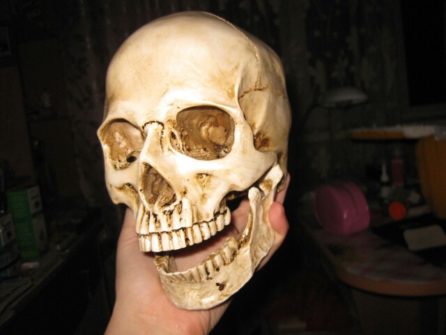 P-Flame Human Skull Resin Replica Medical Model Lifesize 1:1 Halloween Home Decoration High Quality Decorative Craft Skull
