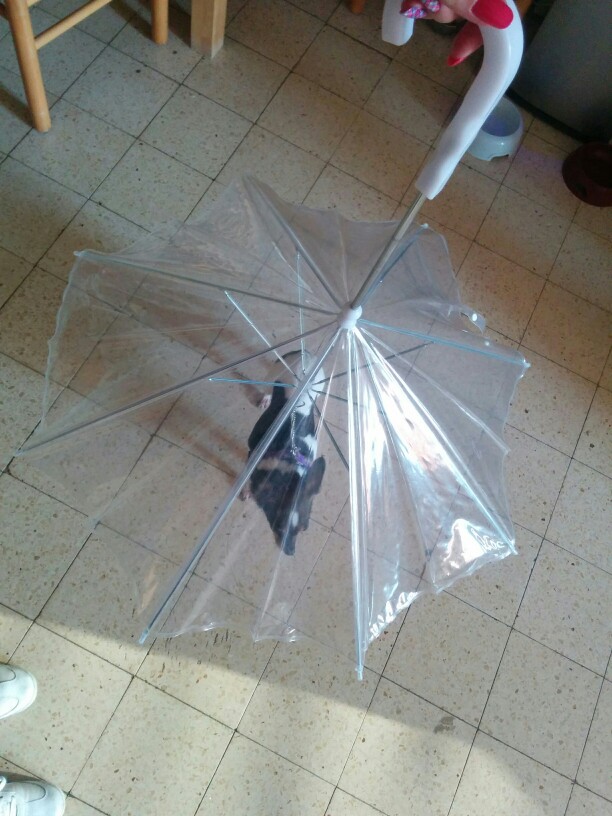 Useful Transparent PE Pet Umbrella Small Dog Umbrella Rain Gear with Dog Leads Keeps Pet Dry Comfortable in Rain Snowing PTSP
