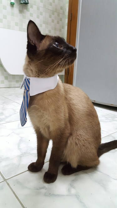 Dog Grooming Cat Striped Bow Tie Collar Pet Adjustable Neck Tie White Collar Dog Necktie Party Wedding Gravata Cachorro