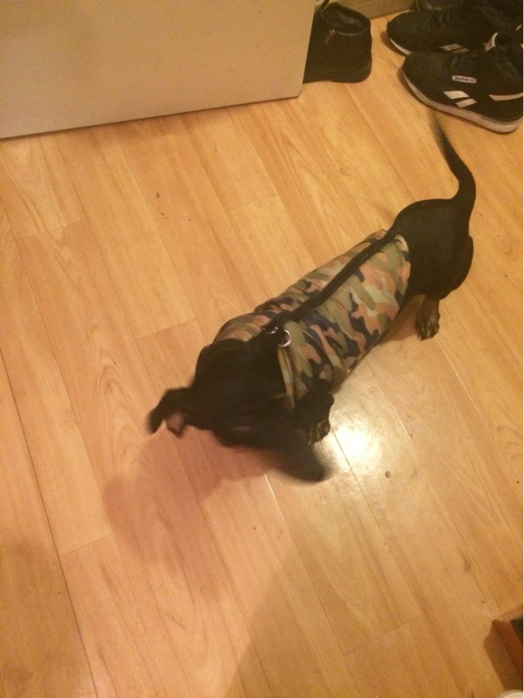 Winter Warm Pet Dog Clothes Vest Harness Puppy Coat Jacket Apparel 6 Color Large