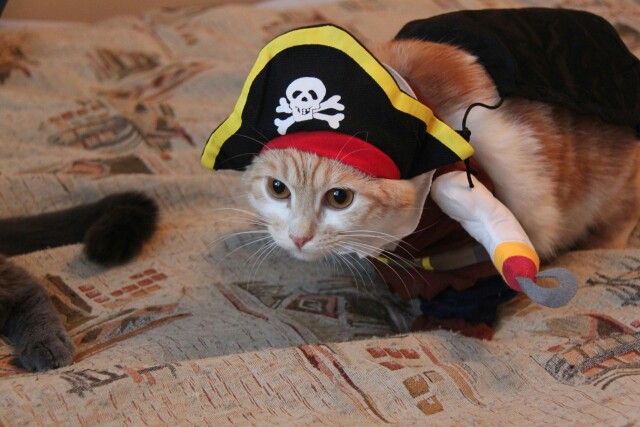 Funny Pet Cat Pirate Costume Suit Halloween Cat Dog Clothes Corsair Puppy Dressing up  Party Clothes for Cat plus Hat pajams 25