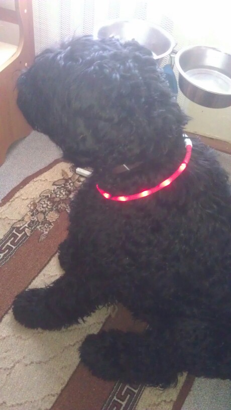Dog Collar Led Lights Adjustable USB luminous Led Dog Collar USB charging pet supplies dog Teddy Led Light collars for big dogs